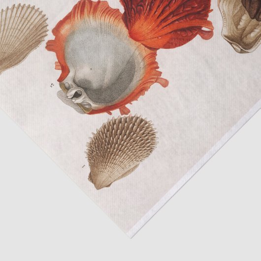 Küstenseashell-Aquarell Seidenpapier (Ausschnitt)