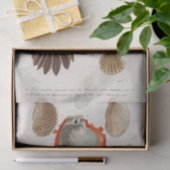 Küstenseashell-Aquarell Seidenpapier (Geschenk)