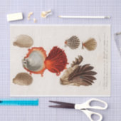 Küstenseashell-Aquarell Seidenpapier (Handwerk)