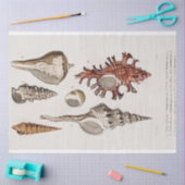 Küstenseashell-Aquarell Seidenpapier (Basteln)