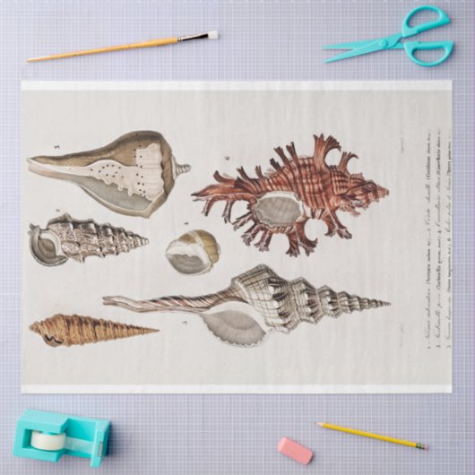 Küstenseashell-Aquarell Seidenpapier (Basteln)