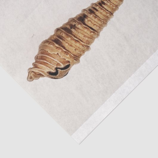 Küstenseashell-Aquarell Seidenpapier (Ausschnitt)