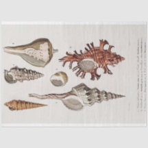 Küstenseashell-Aquarell