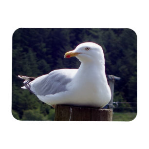 Küstenseemöwe ruhend Wildtier Ozeanszene Kunst Magnet