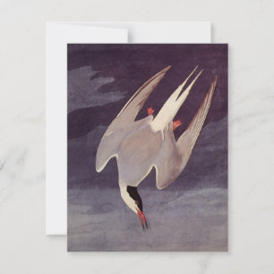 Küstenseeschwalbe von John James Audubon, Vintage 