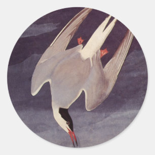 Küstenseeschwalbe von John James Audubon, Vintage Runder Aufkleber