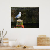 Küstenseeschwalben-Fotografie Poster (Küche)