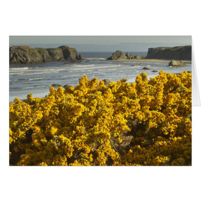 Küstensicht, Bandon, Oregon (Vorderseite (Horizontal))