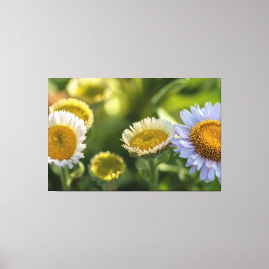 Küstenstämme Leinwanddruck (Vorderseite)