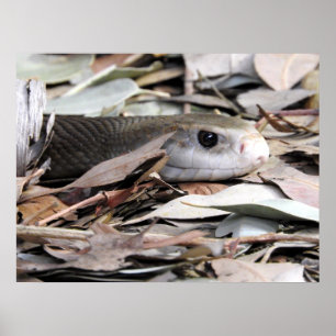 KüstenTaipan Poster