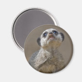 Kute Kat Magnet (Vorderseite/Rückseite)