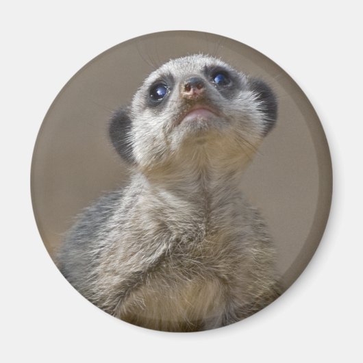 Kute Kat Magnet (Vorne)