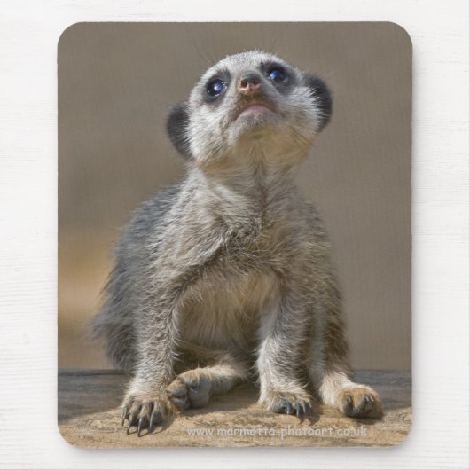 Kute Kat Mousemat Mousepad (Vorne)