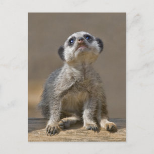 Kute Kat Postcard Postkarte
