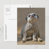 Kute Kat Postkarte (Vorne/Hinten)