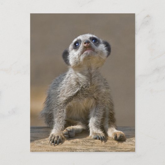 Kute Kat Postkarte (Vorderseite)