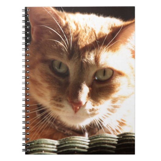 Kute Kitty! Notizblock (Vorderseite)