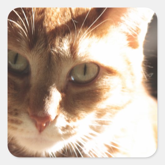 Kute Kitty! Quadratischer Aufkleber (Vorderseite)