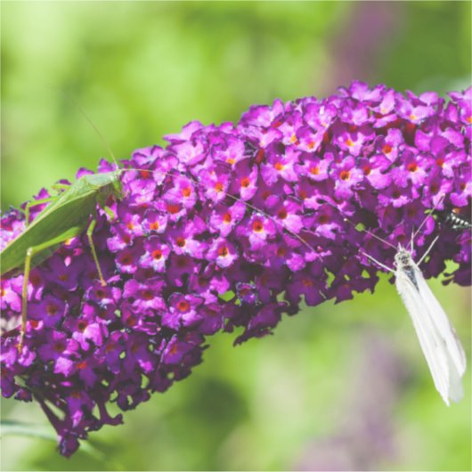 Kuttenenergie Aufkleber (Vorderseite)