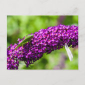 Kuttenenergie Feiertagspostkarte (Vorderseite)