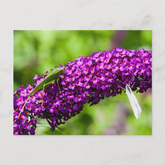 Kuttenenergie Feiertagspostkarte (Vorderseite)