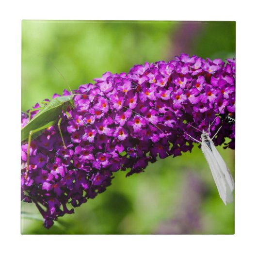 Kuttenenergie Fliese (Vorderseite)