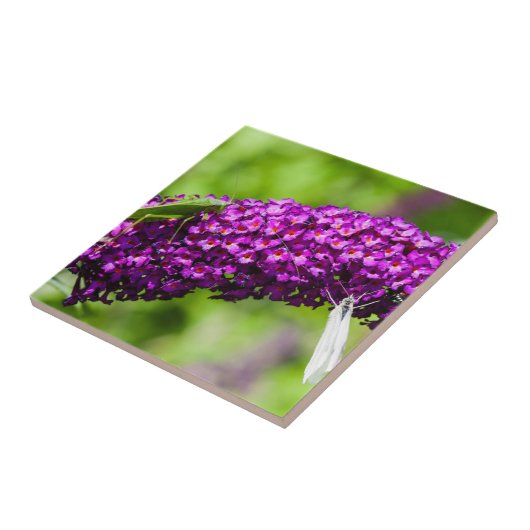 Kuttenenergie Fliese (Seite)