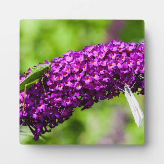 Kuttenenergie Fotoplatte (Vorderseite)