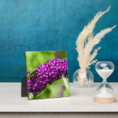 Kuttenenergie Fotoplatte (InSitu)