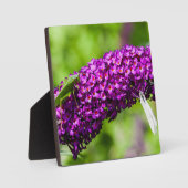 Kuttenenergie Fotoplatte (Vorderseite)