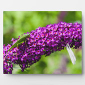 Kuttenenergie Fotoplatte (Vorderseite)