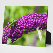 Kuttenenergie Fotoplatte (Seite)