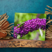 Kuttenenergie Fotoplatte (Seite)