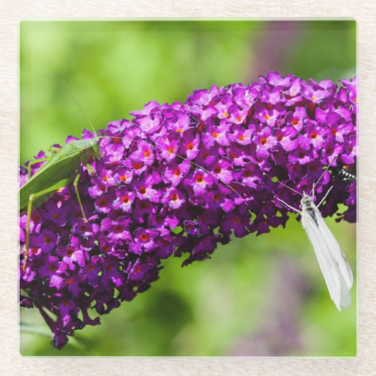 Kuttenenergie Glasuntersetzer (Vorderseite)