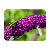 Kuttenenergie Magnet (Horizontal)