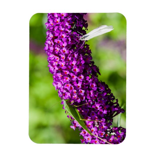 Kuttenenergie Magnet (Vertikal)