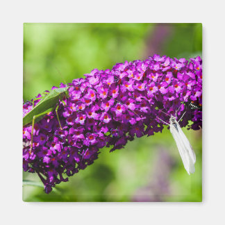 Kuttenenergie Magnet