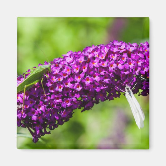 Kuttenenergie Magnet (Vorne)