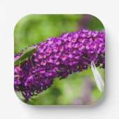 Kuttenenergie Pappteller (Vorderseite)