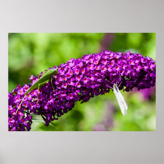 Kuttenenergie Poster (Vorne)