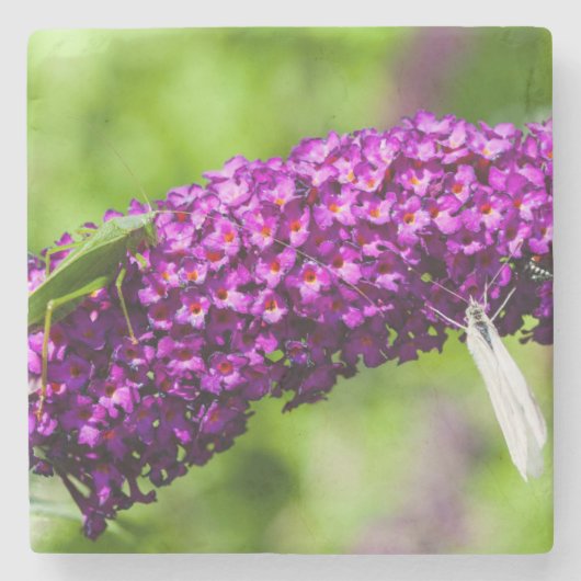 Kuttenenergie Steinuntersetzer (Vorderseite)