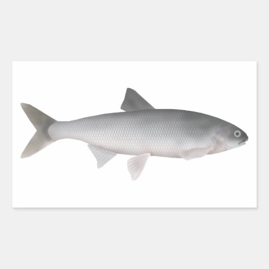 Kutum Rechteckiger Aufkleber (Vorderseite)