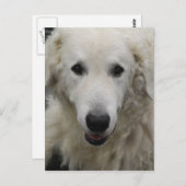 Kuvasz Dog Breed Postcard Postkarte (Vorne/Hinten)
