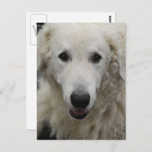 Kuvasz Dog Breed Postcard Postkarte (Vorne/Hinten)