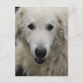 Kuvasz Dog Breed Postcard Postkarte (Vorderseite)