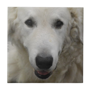 Kuvasz Hundezucht-Fliese Fliese