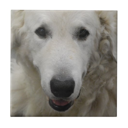 Kuvasz Hundezucht-Fliese Fliese (Vorderseite)