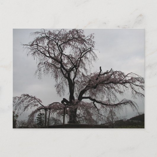 Kyoto Sakura Tree, Japan Postkarte (Vorderseite)