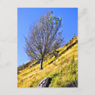 L0NE TREE POSTKARTE
