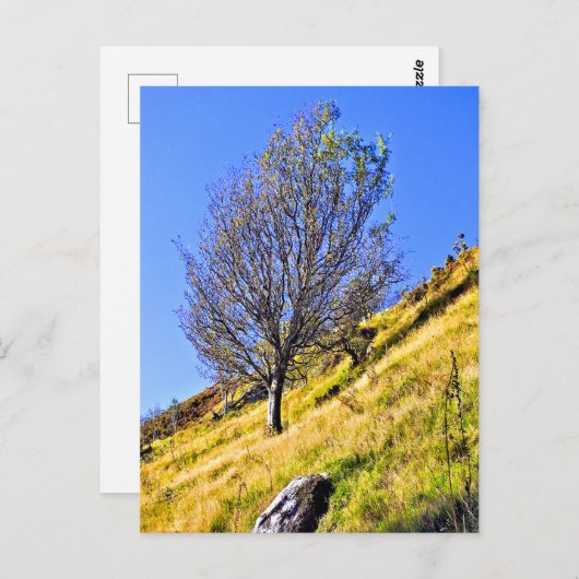 L0NE TREE POSTKARTE (Vorne/Hinten)